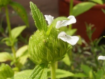 द्रोणपुष्पी Leucas Cephalotes spreng.